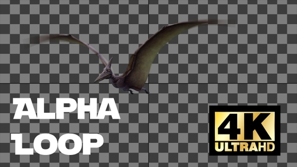 Dinosaur Pterodactal Fly Animation Loop With Alpha