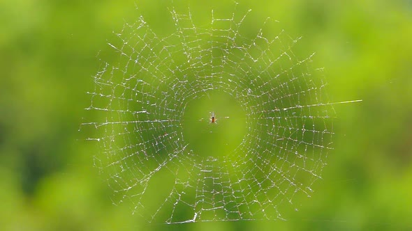 The Spider Sits in the Center of the Web