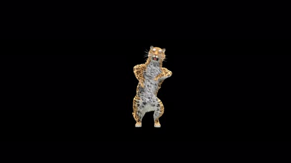 Leopard Dancing 4K alt