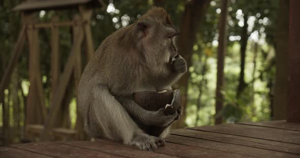 Portrait of a Macaque Monkey Eating a Coconut Shell on a Wooden Floor in a Forest Sanctuary alt