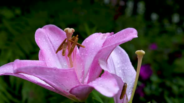 Amaryllis belladonna pink and white wild flower. alt