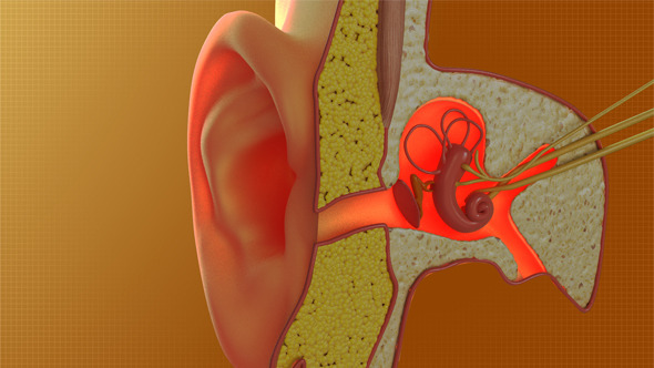 Ear Cross Section