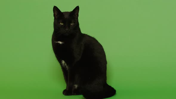 Black Cat Posing