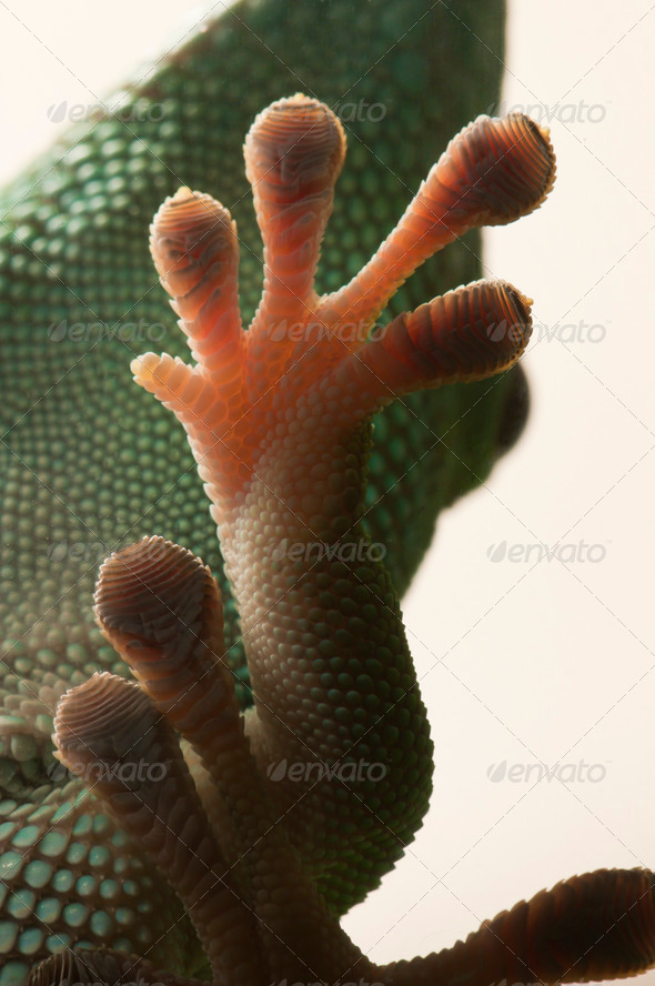 Gecko Paw - Stock Photo - Images