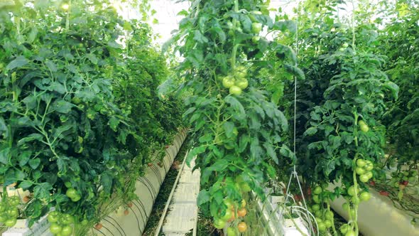 Rows of Green Tomato Plants Cultivated in the Warmhouse alt