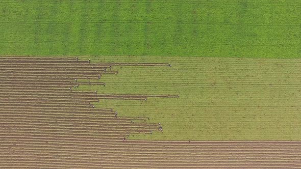 Workers Working in the Large Field at the Flat Plain alt