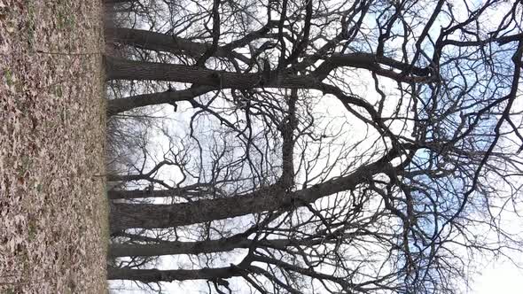 Vertical Video of the Forest with Trees Without Leaves alt