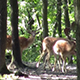 Fallow Deers - VideoHive Item for Sale