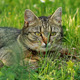 Cat Hunting - VideoHive Item for Sale