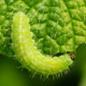 Green Caterpillar - VideoHive Item for Sale