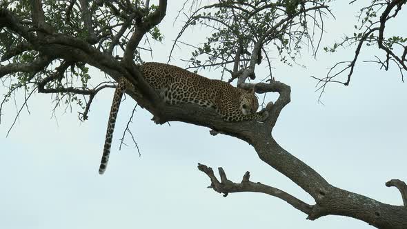 Leopard (Panthera pardus)  sleeping on a branch, during sunset, Maasai Mara, Kenya. alt