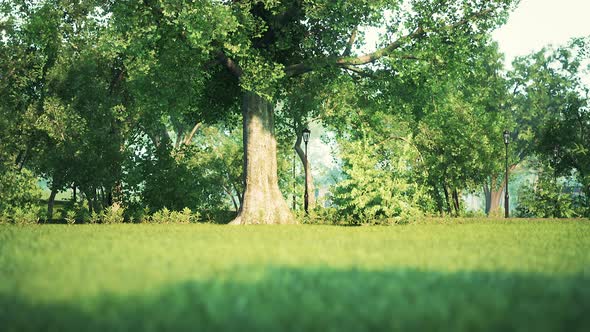 Vibrantly Green Park Space Deserted Due to the the Covid 19 Lockdown alt