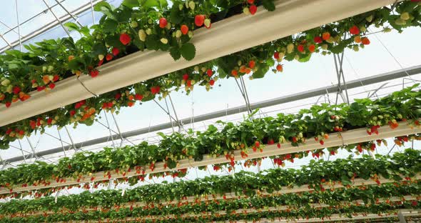 Strawberries growing under green houses in southern France. alt