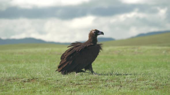A Free Wild Cinereous Vulture in Natural Habitat of Green Plain alt