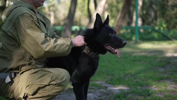 Unrecognizable Trainer Holding Collar of Black German Shepherd Looking Away with Tongue Out alt