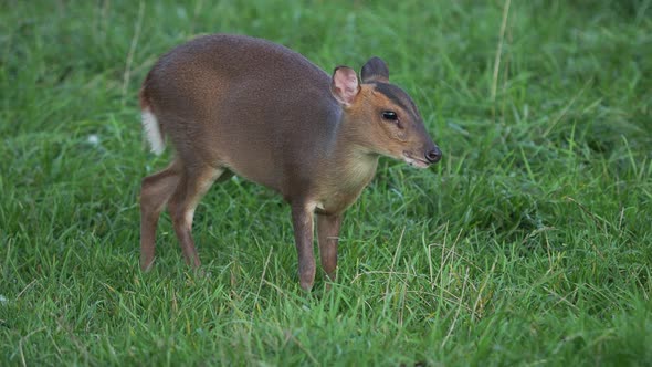 Reeves's Muntjac, Muntiacus Reevesi Nibbles Grass on the Field. Summer Outdoor Pasture.