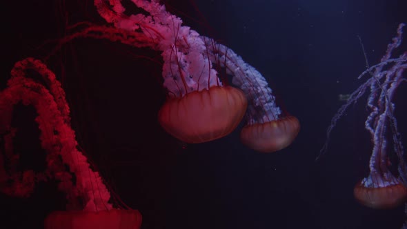 Group of Large Red Jellyfish Swimming in Dark Water with Blue and Red Light Close Up alt