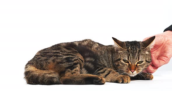 Woman Caressing a Brown Tabby Domestic Cat on White Background, Real Time 4K alt