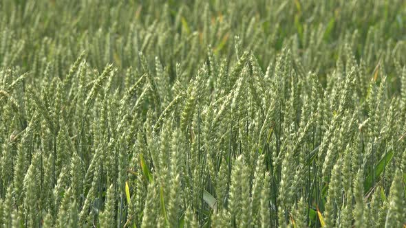 Wheat Rye Ear Move in Wind in Rural Agriculture Field