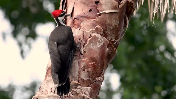 Pileated Woodpecker Video Clip in 4k