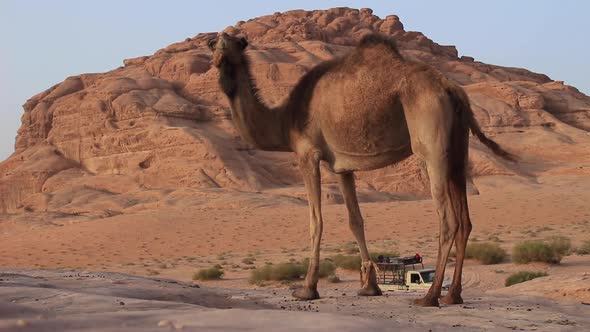 Lone Male Dromedary Camel in the Desert of Jordan