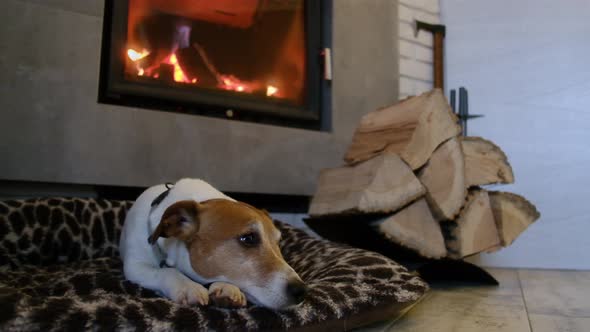 Jack Russel Terrier Sleeping