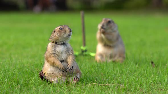 Two Domestic Prairie Dogs Sitting on the Grass