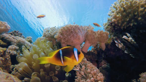 Underwater Tropical Sea Clownfish alt