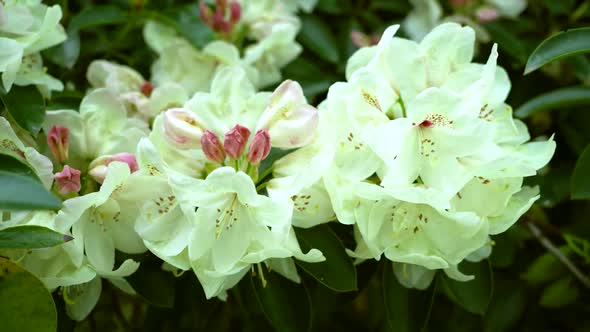 Beige Rhododendrons alt