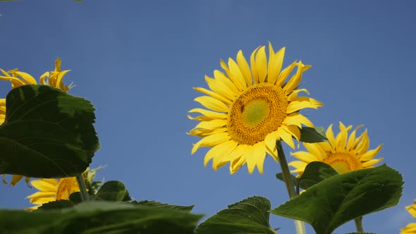 Yellow head of sunflower Helianthus annuus plant slow-mo footage