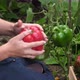 gardener girl is picking fresh ripe peppers in the greenhouse - VideoHive Item for Sale