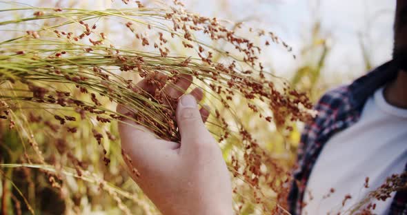 Man Farmer Working in the Field Inspects the Crop Wheat Germ Natural a Farming alt