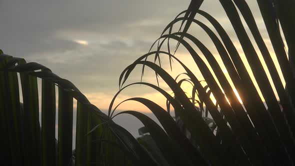 Palm And Sunset 3