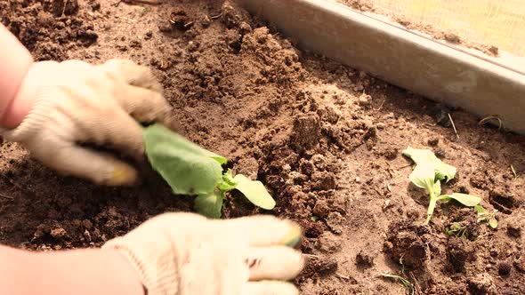 Women's Hands in Gloves Gently Plant Seedlings of Cucumbers in the Garden alt