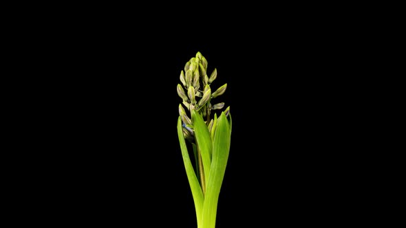 Time Lapse of Growing and Opening Pink Hyacinth Flower Isolated on Black Background alt