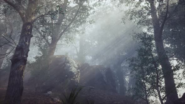 Foreat at Hight with Bright Moon Light alt