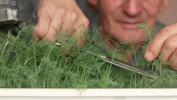 Home growing dill on the windowsill of an elderly man alt