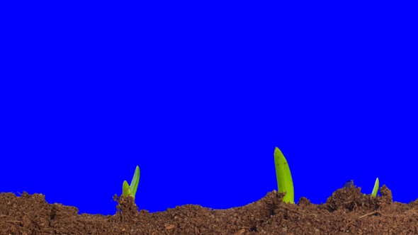 Growing Onion Time Lapse With Alpha Channel