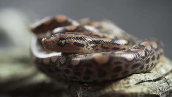 Very Extreme Closeup of a Hungry Snake alt