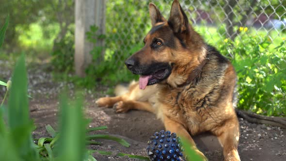 German Shepherd Dog Bites and Destroys a Ball for Play alt