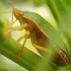 Green Stink Bug - VideoHive Item for Sale