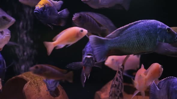 Aquarium With Colorful Fish Cichlids