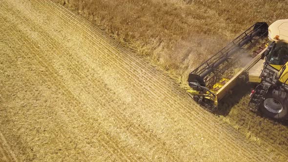 Aerial view of combine harvester harvesting large ripe wheat field. alt