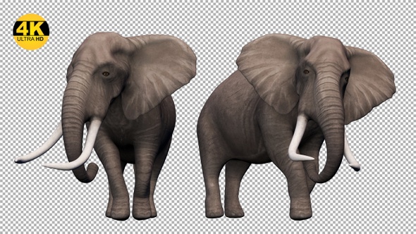 Elephant Idle V1 Pack (Pack of 4)