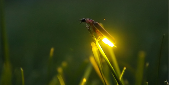 Firefly, Stock Footage | VideoHive