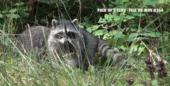 Common Raccoon II - Pack of 3, Stock Footage | VideoHive