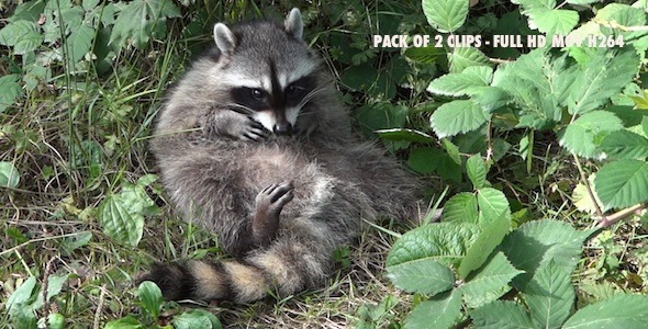 Common Raccoon Iii - Pack Of 2, Stock Footage 