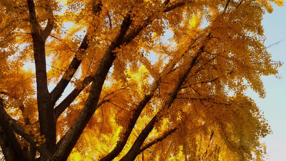 The bright yellow leaves of the Ginkgo Biloba tree in autumn alt
