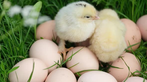 Funny Yellow Chicks are Sitting on Eggs alt
