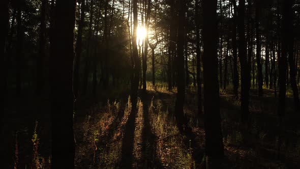 Morning in forest. the sun breaks through the trees. 4K UHD video alt